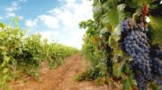 Сбор урожая винограда в 2021 году. Аномальности погоды 2021 года – засуха в начале лета