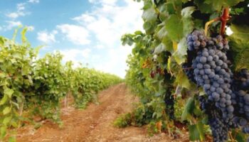 Сбор урожая винограда в 2021 году. Аномальности погоды 2021 года – засуха в начале лета